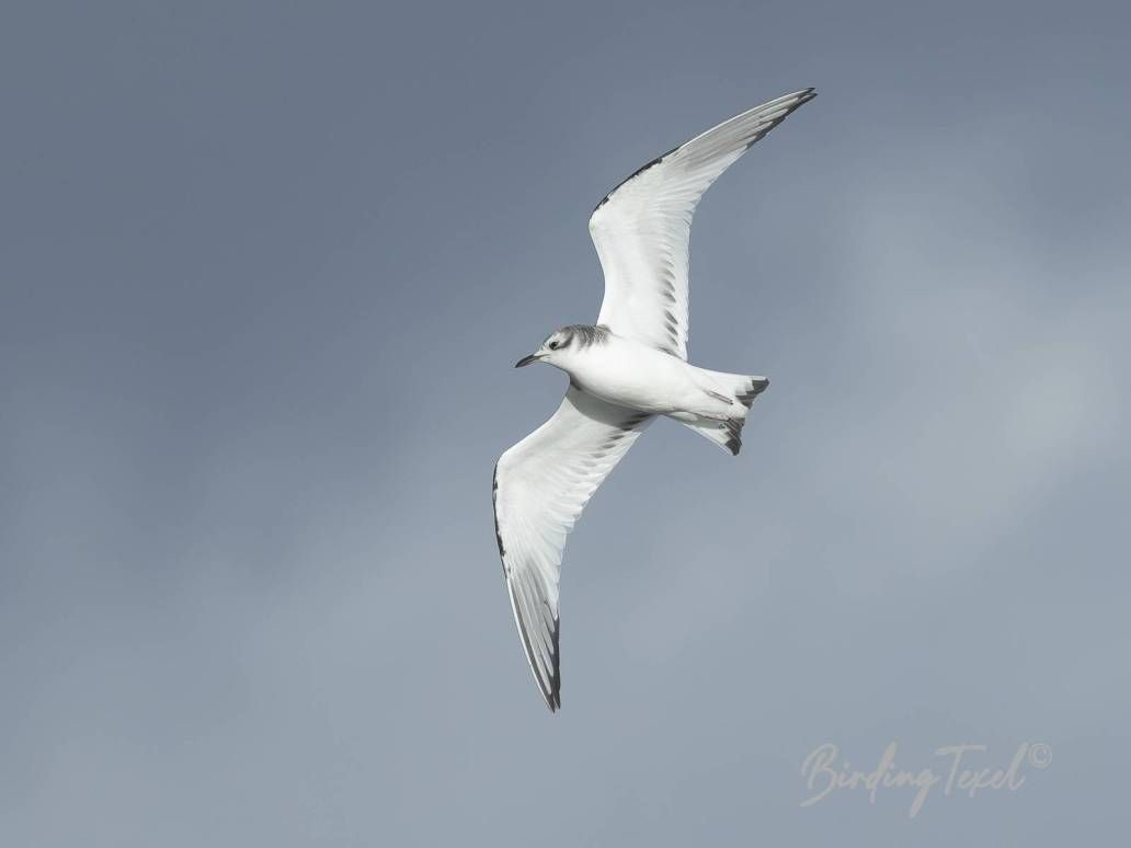 Vorkstaartmeeuw | Sabine's Gull (Xema sabini), first winter, Texel 24102025
