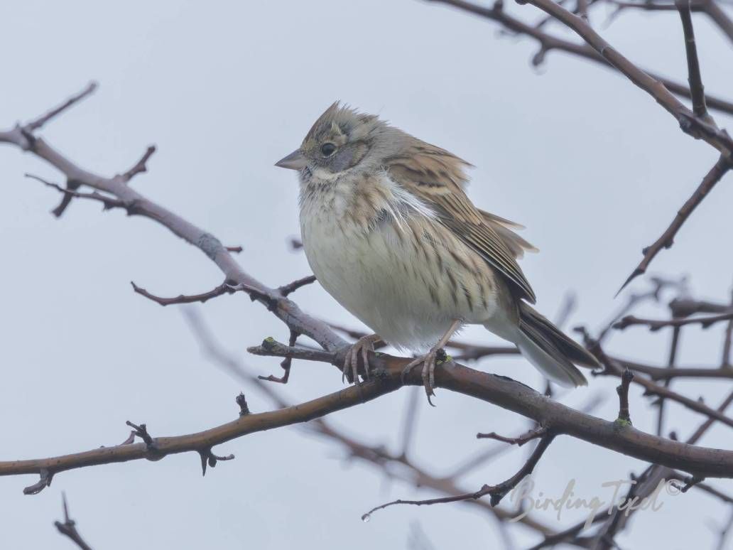 Maskergors | Black-faced Bunting (Emberiza spodocephala), ♂ 2 cy, Texel 24022026