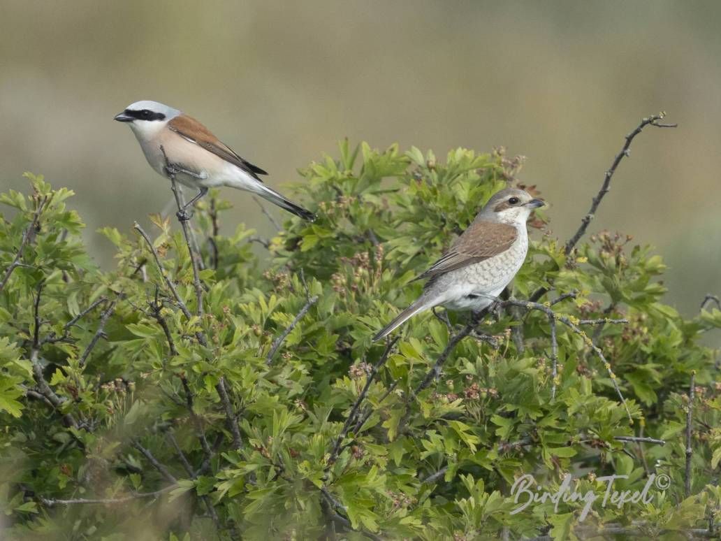 Grauwe Klauwieren | Red-backed Shrikes (Lanius collurio), Texel - 02062025