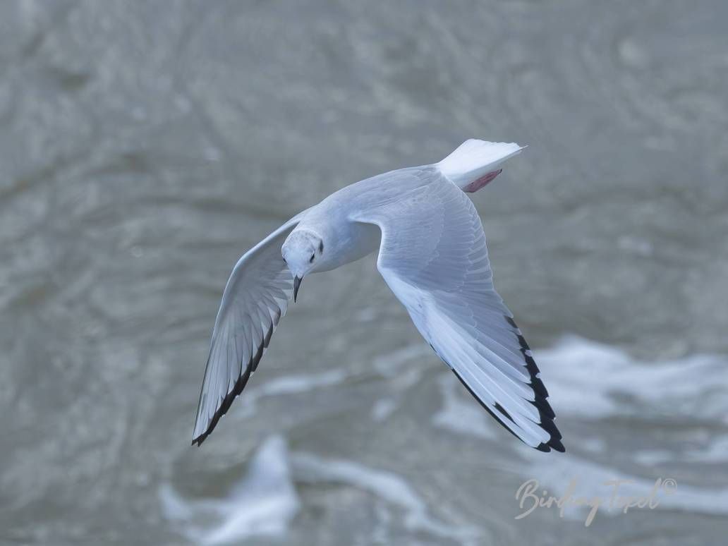 Kleine Kokmeeuw | Bonaparte's Gull (Chroicocephalus philadelphia) ad w, Texel 28092025