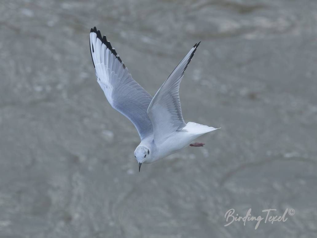 Kleine Kokmeeuw | Bonaparte's Gull (Chroicocephalus philadelphia) ad w, Texel 28092025