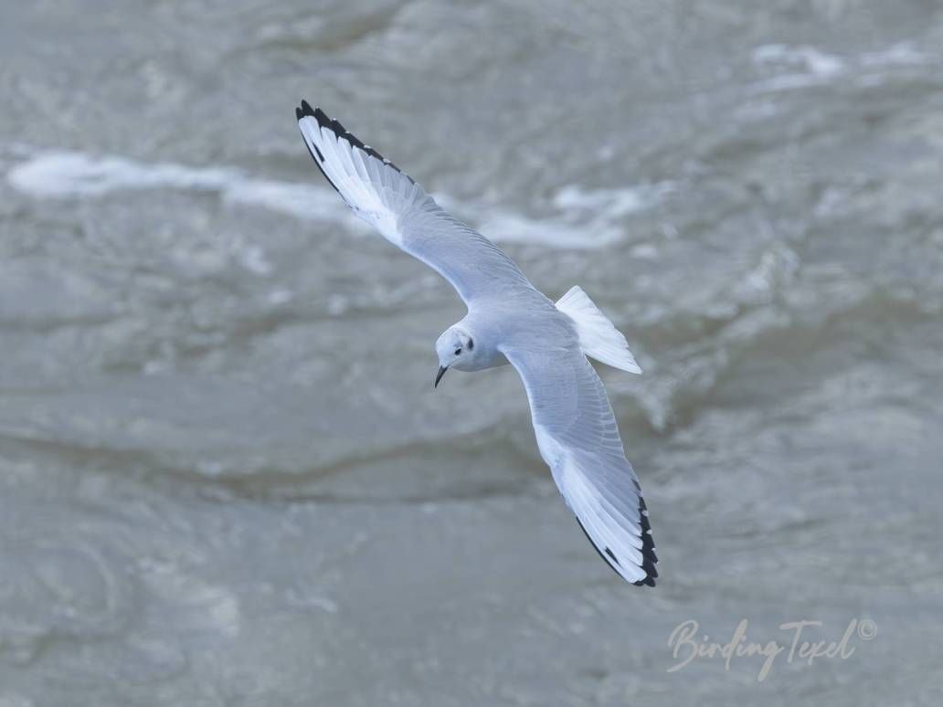 Kleine Kokmeeuw | Bonaparte's Gull (Chroicocephalus philadelphia) ad w, Texel 28092025