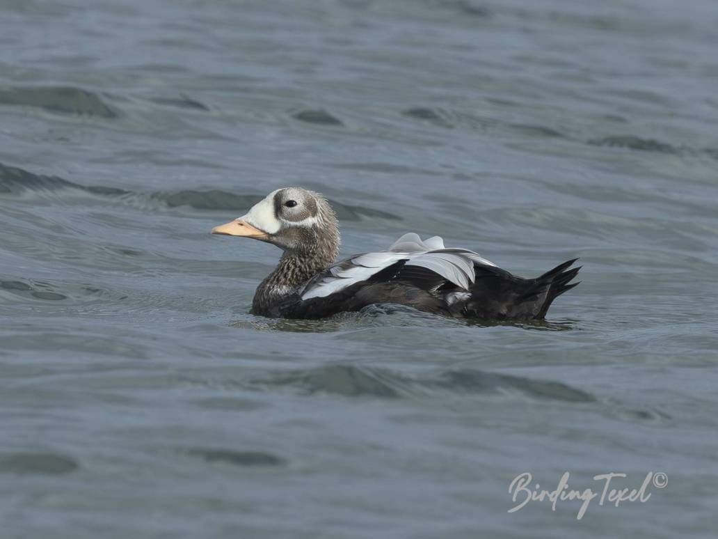 Brileider | Spectacled Eider (Somateria fischeri) ad ♂, Texel 09102025
