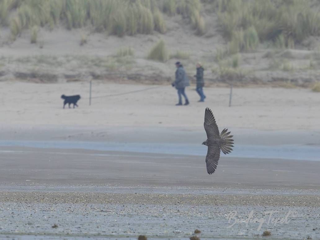 Giervalk | Gyr Falcon (Falco rusticolus) first winter, Texel 20102025