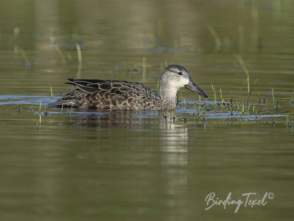 Blauwvleugeltaling | Blue-winged Teal (Anas discors) ♀, Texel 25042026