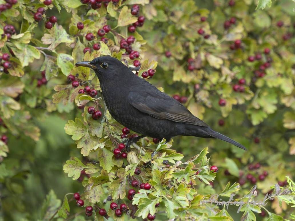 Merel | Common Blackbird (Turdus merula) 1th winter ♂, Texel 24102025