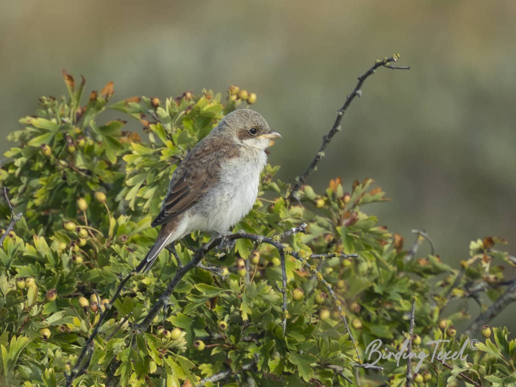 Grauwe Klauwier | Red-backed Shrike (Lanius collurio), juv, Texel - 14072025