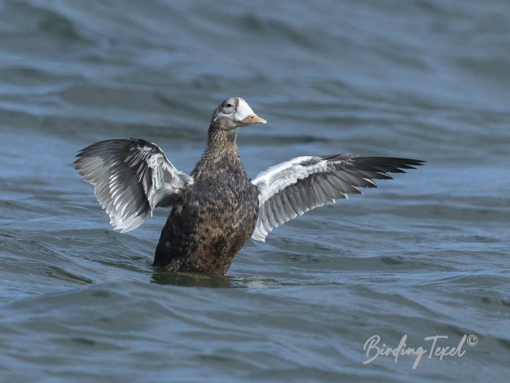 Brileider | Spectacled Eider (Somateria fischeri) ad ♂, Texel 09102025