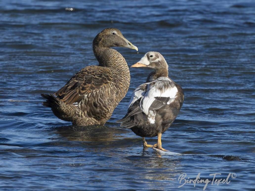 Brileider | Spectacled Eider (Somateria fischeri) ad ♂ together with Common Eider (Somateria mollissima) ♀, Texel 10102025