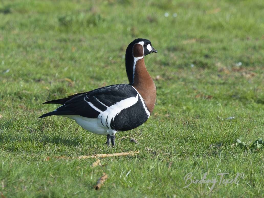 Roodhalsgans | Red-breasted Goose (Branta ruficollis) ad, Texel 05052026