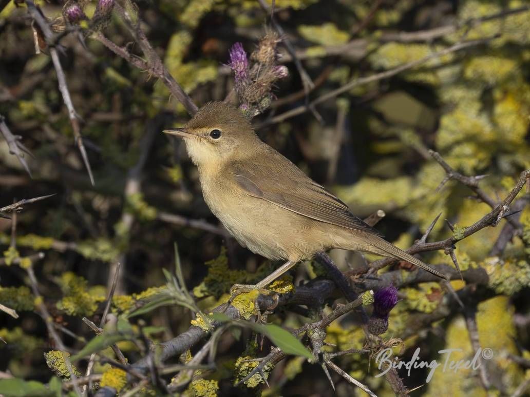 Bosrietzanger | Marsh Warbler (Acrocephalus palustris) 1w, Texel - 13082025