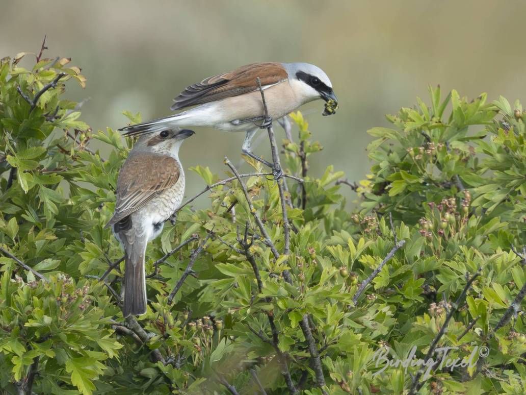 Grauwe Klauwieren | Red-backed Shrikes (Lanius collurio), ♂ met hommel | ♂ with bumblebee, Texel - 02062025