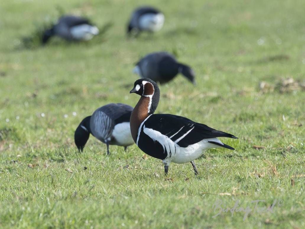 Roodhalsgans | Red-breasted Goose (Branta ruficollis) ad, Texel 05052026