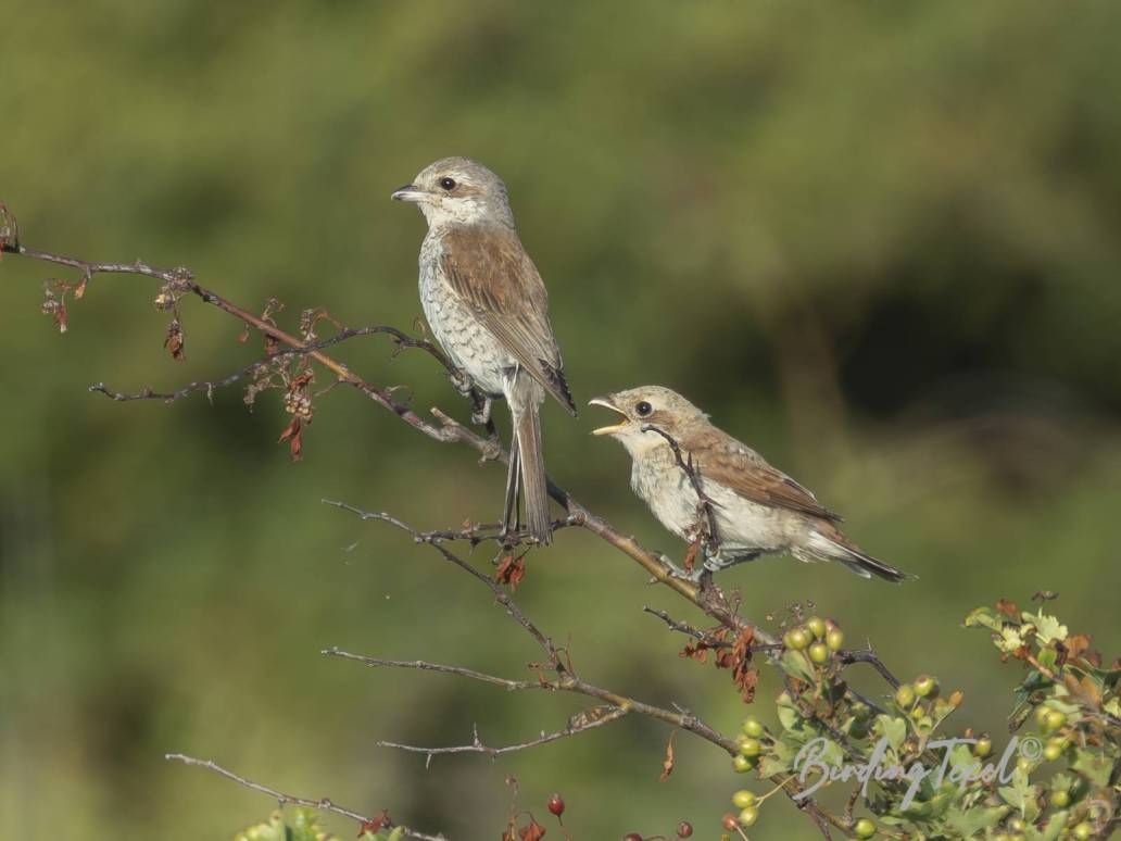 Grauwe Klauwieren | Red-backed Shrikes (Lanius collurio), ♀ with juv, Texel - 14072025