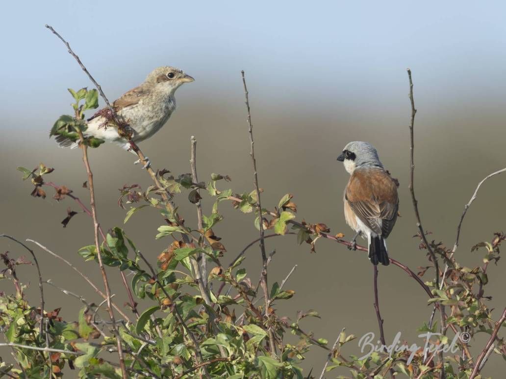 Grauwe Klauwieren | Red-backed Shrikes (Lanius collurio), ♂ with juv, Texel - 15072025