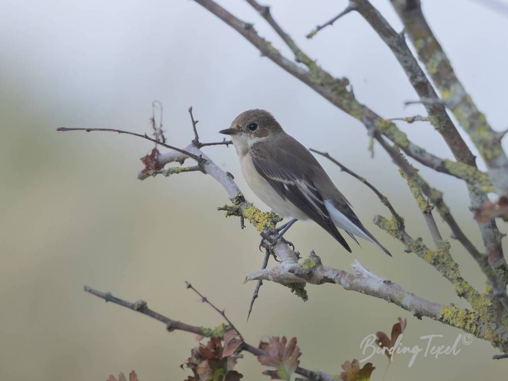 Bonte Vliegenvanger | European Pied Flycatcher (Ficedula hypoleuca) 1w, Texel - 12082025